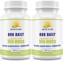 Nuestros Daily Vites Sea Moss Capsules 1500mg (2 Pack) - Wildcrafted Irish Sea Moss Bladderwrack y Burdock Root Superfood Blend - Immune System, Gut Health & Thyroid Support - 240 Vegetarian Capsules