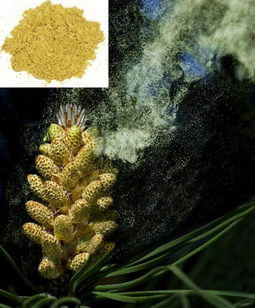 1KG (2.2 LB) Cracked Cell Wall Herbal Masson Pine Pollen Powder, 100% puro " RAW - Wild HARVESTED - Ultimate SUPERFOOD