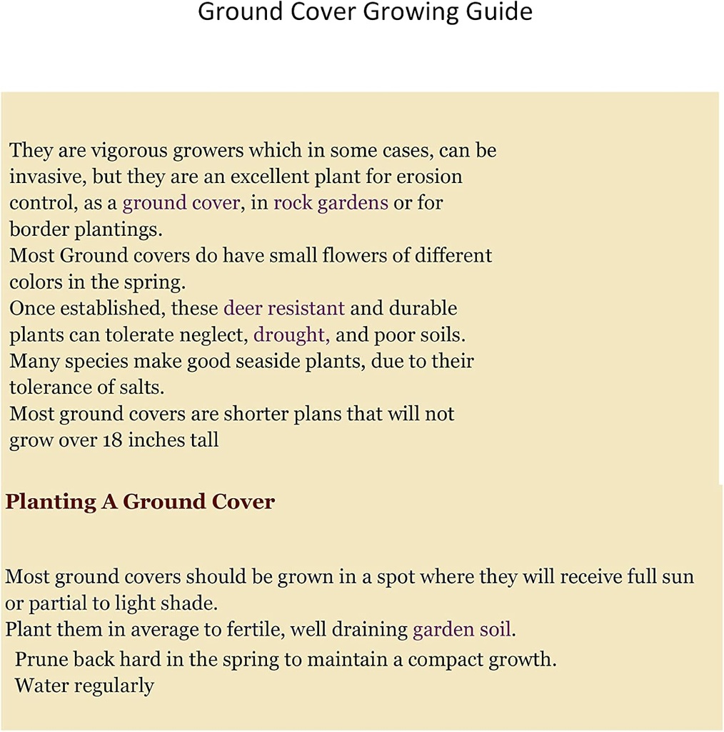 Creeping St Johns Wort/BRIGADOON/Hypericum Calyinum en 4 Inch Pots (2)