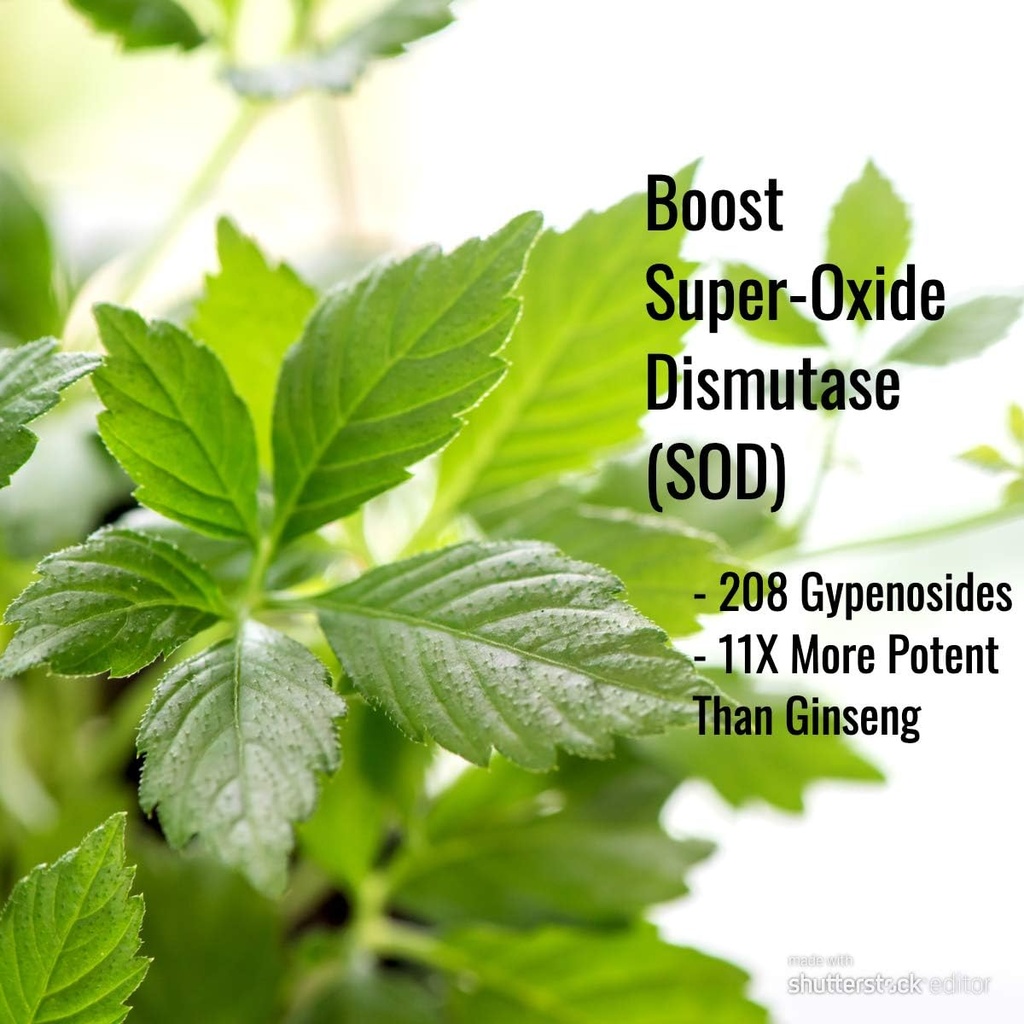 Inmortalitea Gynostemma Capsules (Jiaogulan) - Espectrum completo de hoja entera - Adaptógeno natural &amp; AMPK Activador Suplemento - Veggie Capsules - 100 Conde, 500 mg