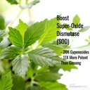 Inmortalitea Gynostemma Capsules (Jiaogulan) - Espectrum completo de hoja entera - Adaptógeno natural &amp; AMPK Activador Suplemento - Veggie Capsules - 100 Conde, 500 mg