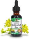Respuesta de la naturaleza Bupleurum Root Bupleurum Chinense - Suplemento Natural Herbal - Sin gluten Alcohol-Free - Ideal para Inmunidad del hígado Bienestar general de la salud - 1000mg (1 FL Oz)