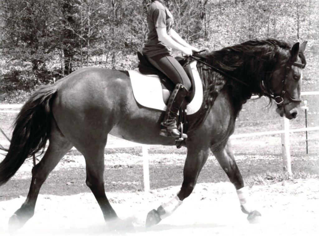 Suplemento hormonal y calmante para Caballos Todos Natural Puro Raspberry y Hoja de menta Herbal Blend 14 oz.