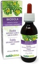 Naturalma Rhodiola rosea (Sedum roseum) Root Alcohol-Free Tintura - 4 fl oz Liquid Extract in Drops - Herbal Supplement - Vegan