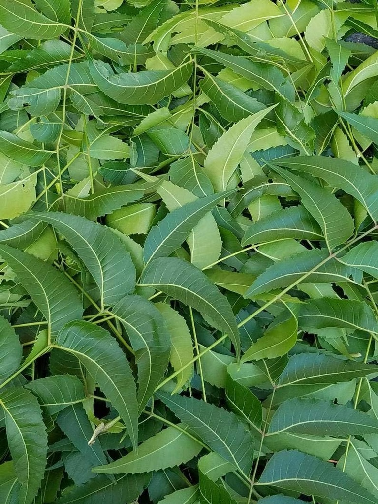 Hojas de Neem frescas, Azadirachta Indica, Margosa, del sur de Florida. (3 OZ)