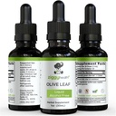 Extracto de la hoja de oliva Tintura líquida - Suplemento dietético sin alcohol - Fuerza extra - Cardiovascular y Asistencia sanitaria general - Vegan - 1 oz por Ziggy Health