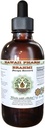 Extracto líquido libre de alcohol Brahmi, líquido orgánico Brahmi (Bacopa Monnieri) entero hierba seca Glycerite Hawaii Pharm Natural Herbal Suplemento 2 oz