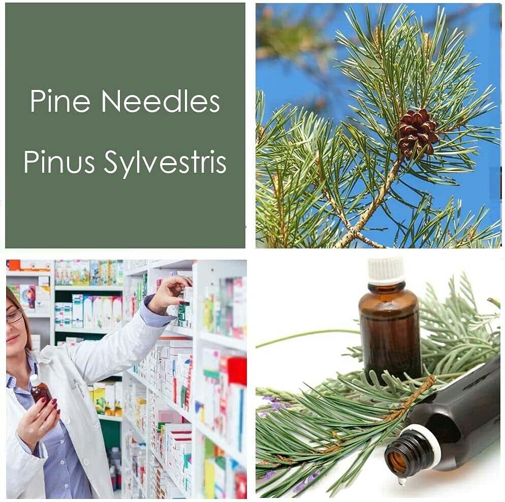 HPDC+ Health & Nutrition Pine Needles Natural Liquid Extract Tincture High in Vitamin C, bioflavonoids, antioxidants, shikimic Acid (100ml / 3.38 fl oz)
