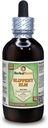 Slippery Elm (Ulmus rubra) Glycerite, Organic Dried Bark Alcohol-Free Liquid Extract (Brand Name: HerbalTerra, Proudly Made in USA) 4 fl.oz (120 ml)