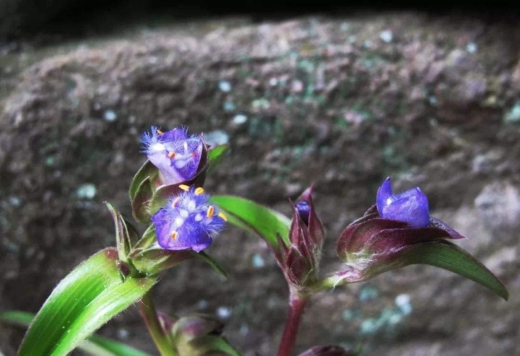 3.55 Oz. Cyanotis Ecdysone Extract Powder, Pure & Strong 98% ECDYSONE " Dioscin Fórmula, construye el músculo sólido rápido " 100% natural