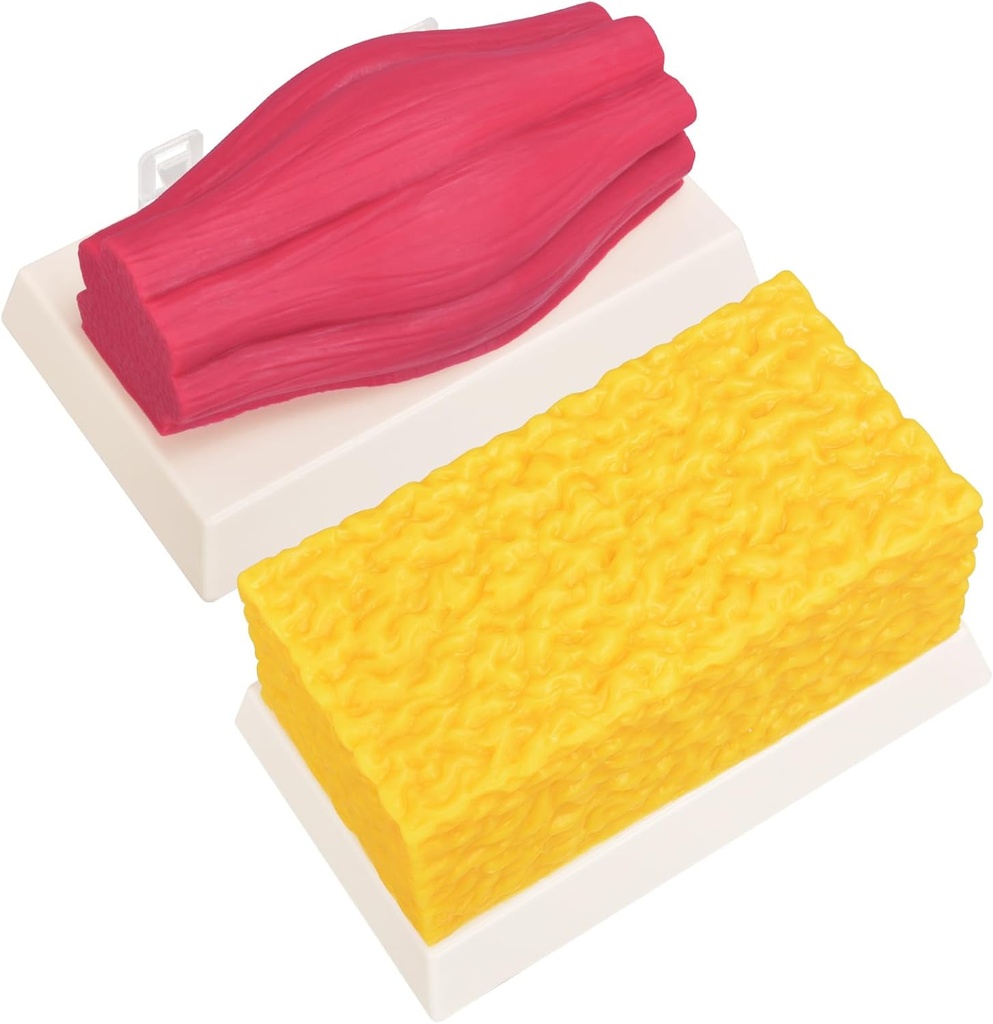 SimCoach Human Body Fat &amp; Muscle Replica 5 Lbs, Mantener la hidratación de la confianza Recordatorio, Silicona Human Muscle Fat Model for Nutritionist, Athlete