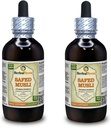 Safed Musli, Bahera (Chlorophytum Borivillianum) Dried Root Liquid Extract (Marca: HerbalTerra, Proudly Made in USA) 2x4 oz