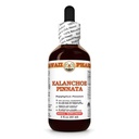 Kalanchoe Pinnata (Bryophyllum Pinnatum) Dry Leaf and Stem Tincture, Made in Hawaii, All Natural, Vegan, Pure Liquid Extract - 2 fl.oz