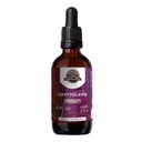 HerbEra Earth's Love - Cryptolepis Alcohol-Free Herbal Extract Tincture, Super-Concentrated Wildcrafted Cryptolepis (Cryptolepis Sanguinolenta) Dried Root (4 Fl Oz)
