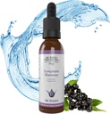 Tesoro enterrado Limphatic Harmony Drops - 2oz, 30 Servings, Lymphatic Suplemento con Cleavers, Burdock, Echinacea, y Astragalus