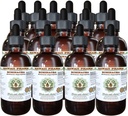 Echinacea Alcohol-Free Liquid Extract, Echinacea (Echinacea Angustifolia) Dried Root Glycerite Hawaii Pharm Natural Herbal Supplement 15x4 oz