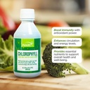 FUNAT Chlorophyll Plus Liquid with Natural Mint Flavor - Nutrient-Rich Green Supplement for Energy &amp; Wellness, Easy-to-Use Drops - 8.1 FL OZ